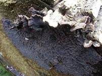 Violetter Knorpelschichtpilz, Foto 38