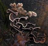 Violetter Knorpelschichtpilz, Foto 41
