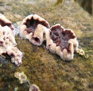 Violetter Knorpelschichtpilz, Foto 6