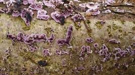 Violetter Knorpelschichtpilz, Foto 46