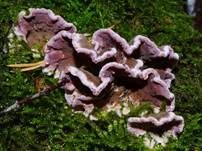 Violetter Knorpelschichtpilz, Foto 50