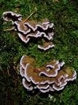 Violetter Knorpelschichtpilz, Foto 51