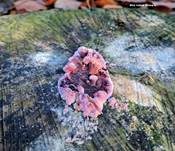 Violetter Knorpelschichtpilz, Foto 54