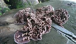 Violetter Knorpelschichtpilz, Foto 56
