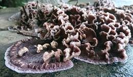 Violetter Knorpelschichtpilz, Foto 60