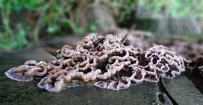 Violetter Knorpelschichtpilz, Foto 62