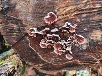 Violetter Knorpelschichtpilz, Foto 68