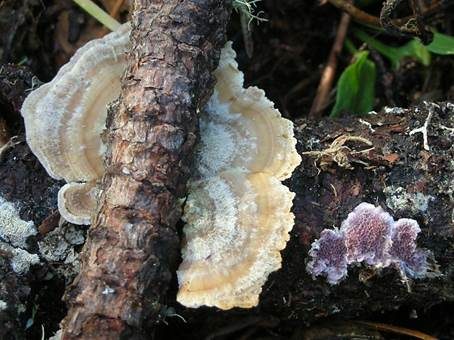Violetter Lederporling, Foto 2