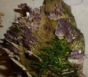 Violetter Lederporling, Foto 35