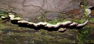 Violetter Lederporling, Foto 40