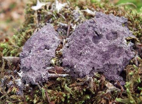 Violetter Myxomycetenpustelpilz, Foto 2