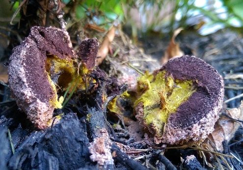 Violetter Myxomycetenpustelpilz, Foto 3