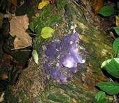 Violetter Myxomycetenpustelpilz, Foto 6