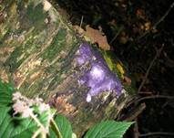 Violetter Myxomycetenpustelpilz, Foto 7
