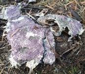 Violetter Myxomycetenpustelpilz, Foto 8