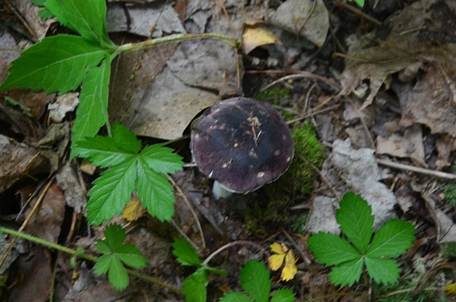 Violetter Purpurtäubling, Foto 2