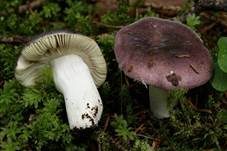 Violetter Reiftäubling, Foto 13