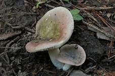 Violetter Reiftäubling, Foto 14