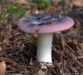 Violetter Reiftäubling, Foto 19