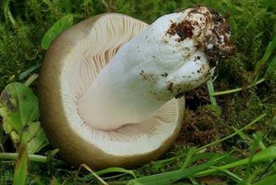 Violetter Reiftäubling, Foto 4