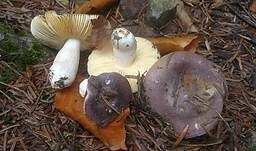Violetter Reiftäubling, Foto 24