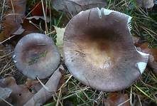 Violetter Reiftäubling, Foto 26