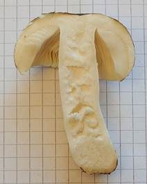 Violetter Reiftäubling, Foto 5