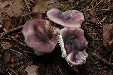 Violetter Reiftäubling, Foto 9