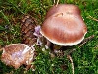Violetter Rettichgürtelfuß, Foto 10