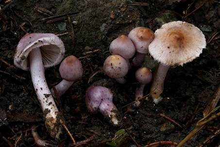 Violetter Risspilz, Foto 2