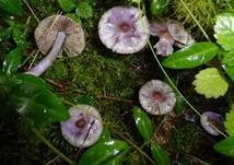 Violetter Risspilz, Foto 35