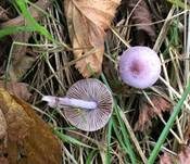 Violetter Risspilz, Foto 6