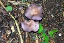Violetter Rötelritterling, Foto 12
