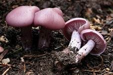 Violetter Rötelritterling, Foto 6