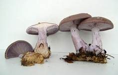 Violetter Rötelritterling, Foto 48