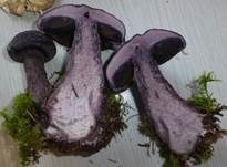Violetter Schleierling, Foto 23