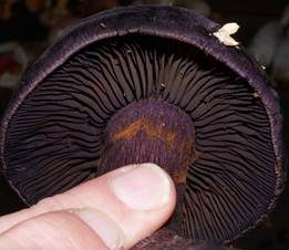 Violetter Schleierling, Foto 33
