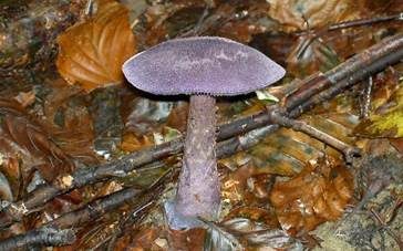 Violetter Schleierling, Foto 34