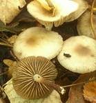 Violetter Schwindling, Foto 26