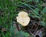 Amethystschuppiger Pfifferling, Foto 20
