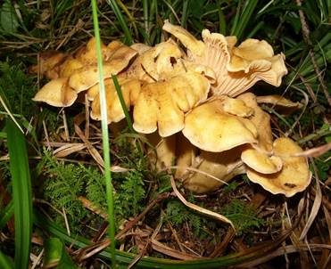 Amethystschuppiger Pfifferling, Foto 4