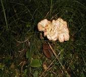 Amethystschuppiger Pfifferling, Foto 22