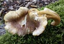 Amethystschuppiger Pfifferling, Foto 27