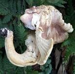 Amethystschuppiger Pfifferling, Foto 29