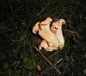 Amethystschuppiger Pfifferling, Foto 6