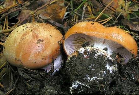 Violettgesäumter Klumpfuß, Foto 2