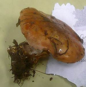 Violettgesäumter Klumpfuß, Foto 4