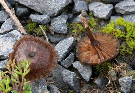 Braunblättriger Nabelrötling, Foto 2