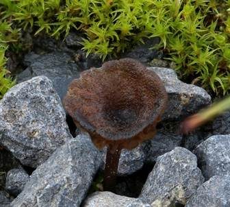 Braunblättriger Nabelrötling, Foto 3