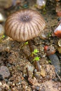 Braunblättriger Nabelrötling, Foto 5